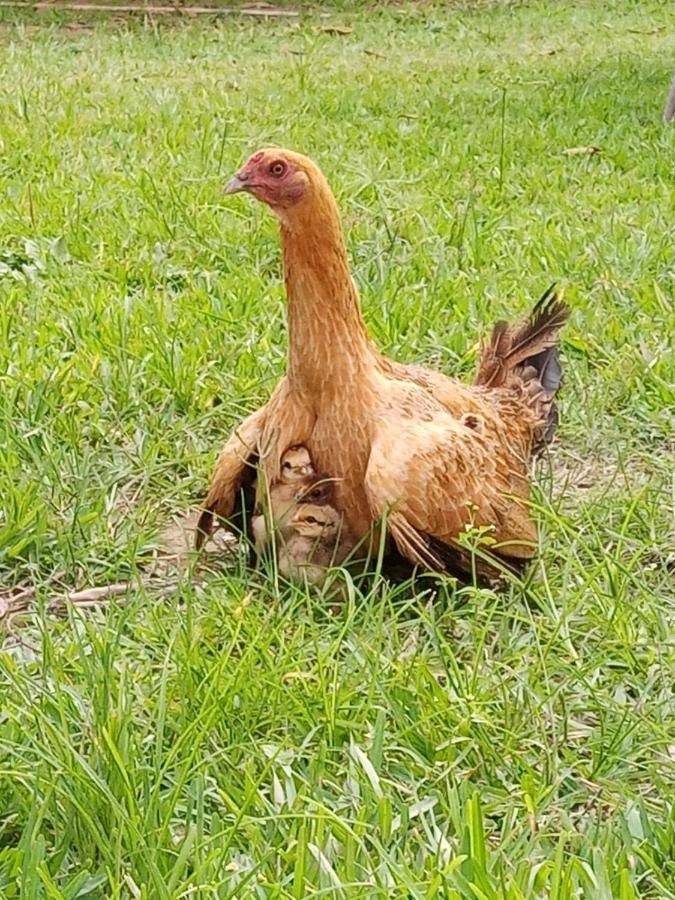 La Vina De Oscar Vendégház Nuevo Imperial Kültér fotó