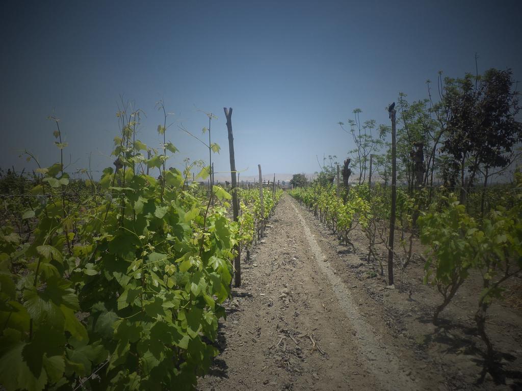La Vina De Oscar Vendégház Nuevo Imperial Kültér fotó