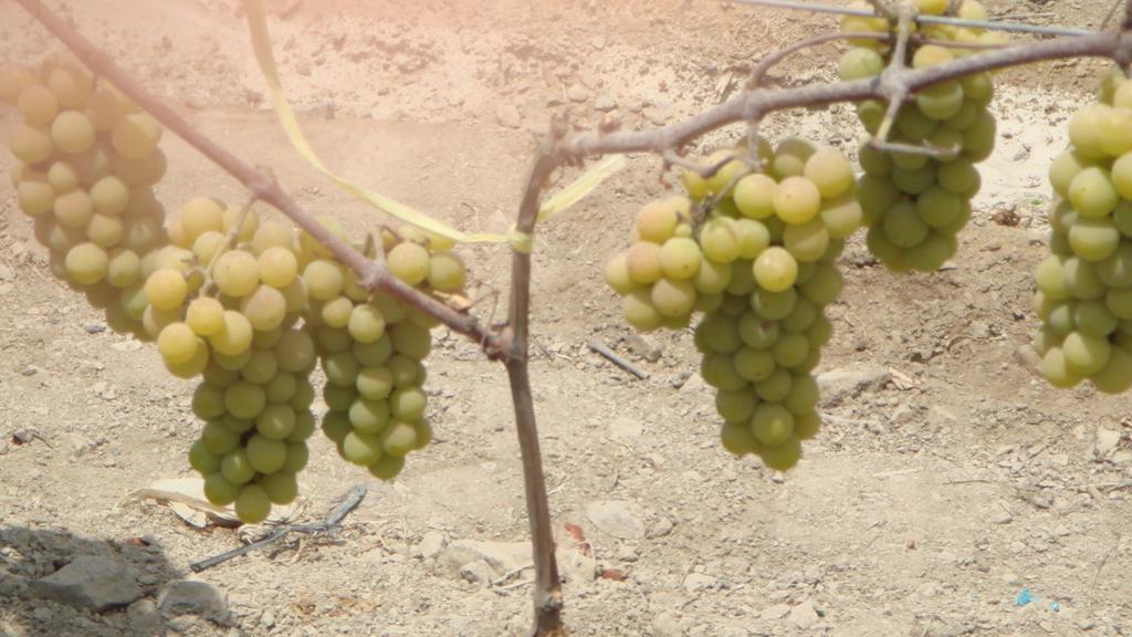 La Vina De Oscar Vendégház Nuevo Imperial Kültér fotó