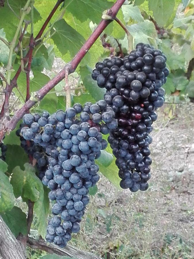 La Vina De Oscar Vendégház Nuevo Imperial Kültér fotó